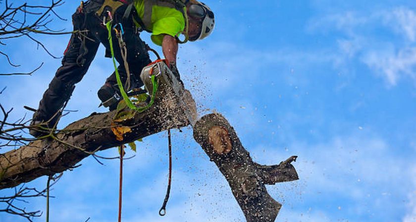 How Tree Surgeons Protect Your Property From Old Deadly Trees?