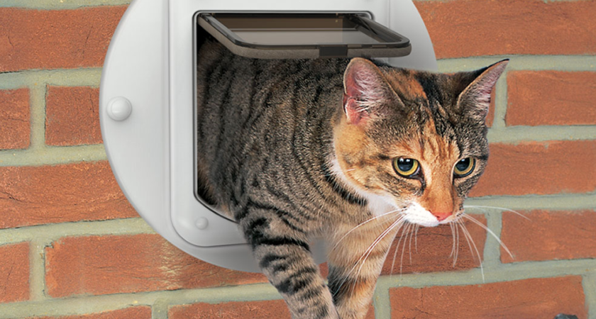 Why Cat Flap Fitting Is Beneficial For Your Feline Friend