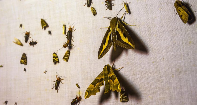 How To Get Rid Of Moths In Your Home Permanently?