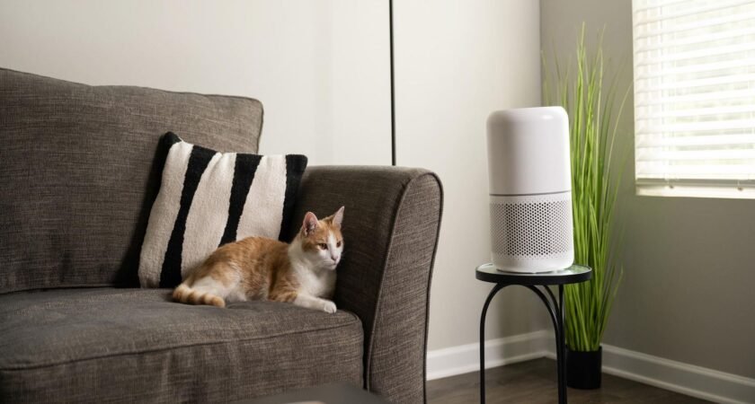 Banish Allergies Forever: Indoor Air Purity Secrets