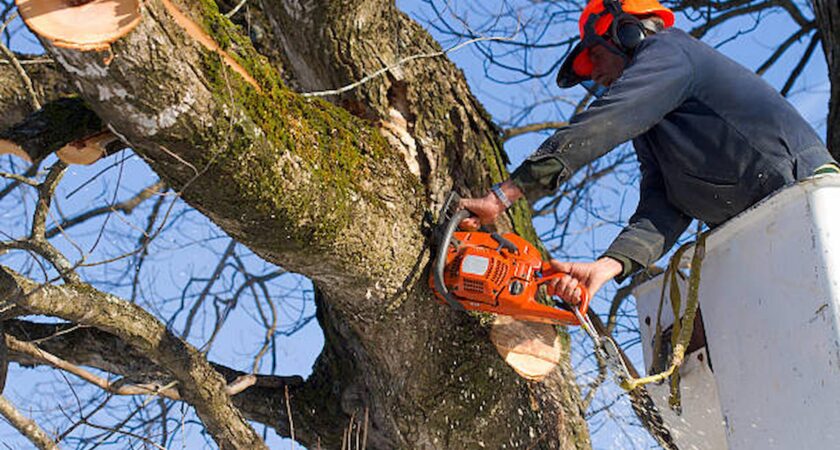 Who Are Tree Surgeons And Why Do You Need Them?